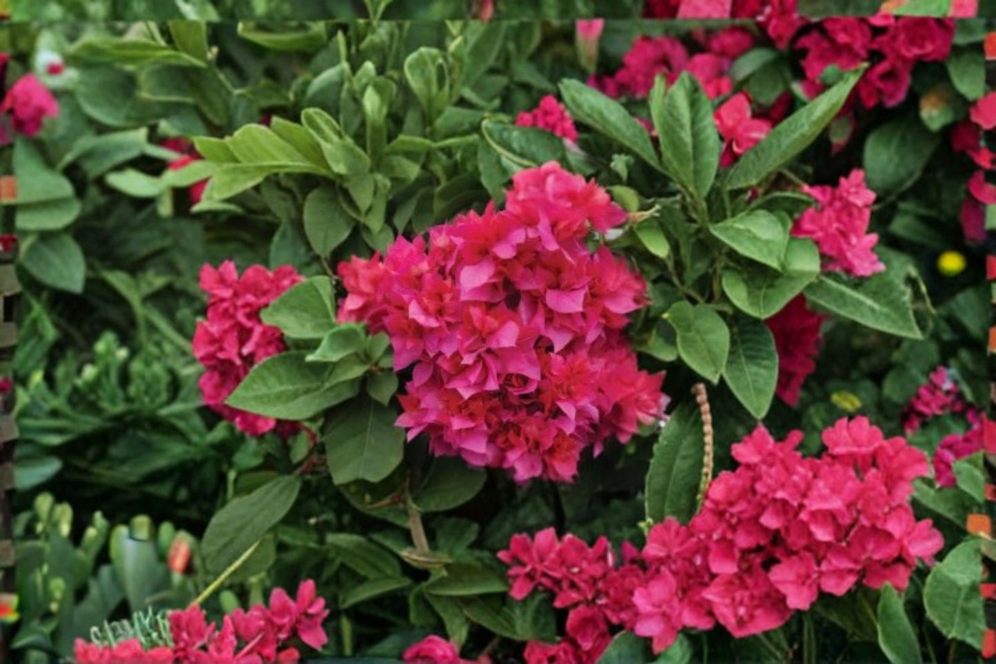 FREE SHIPPING Double Red Bougainvillea Vine Starter Plant | Live Bougainvillea | Red Flowering Tropical Climbing Vine
