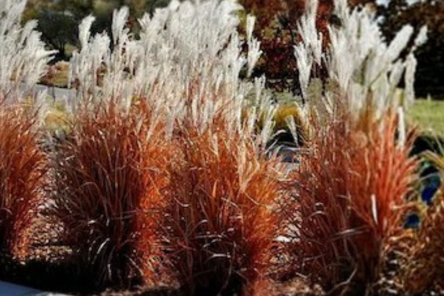 FREE SHIPPING Autumn Flame Grass Plug Starter Plant | Live Miscanthus sinensis 'Autumn Flame' | Ornamental Grass