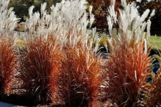 FREE SHIPPING Autumn Flame Grass Plug Starter Plant | Live Miscanthus sinensis 'Autumn Flame' | Ornamental Grass