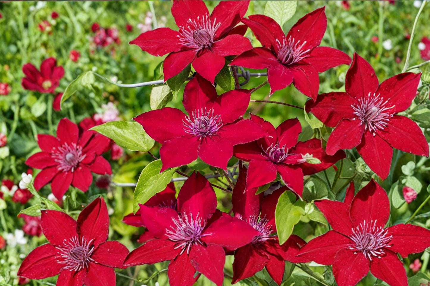FREE SHIPPING Nubia Clematis Red Flowers Vine Starter Plant | Live Clematis 'Nubia' | Red Flowering Climbing Vine