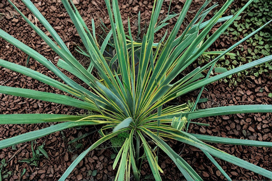 FREE SHIPPING Yucca Bright Edge Live Starter Plant | Yucca filamentosa 'Bright Edge' | Bi-Tone Variegated Evergreen Garden Plant