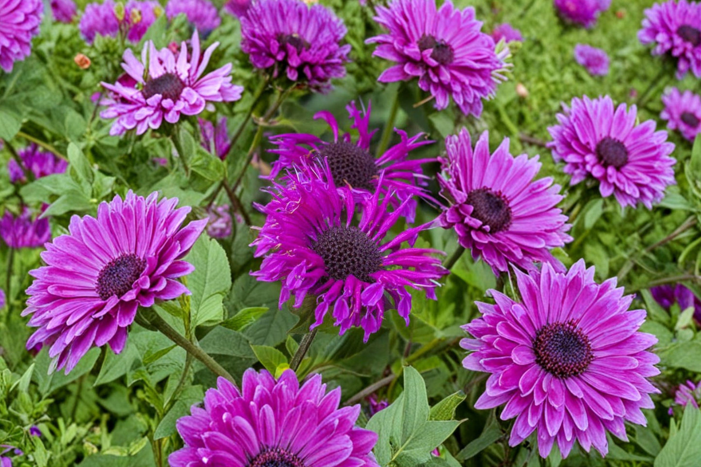 FREE SHIPPING Purple Bee Free Monarda Bee Balm Starter Plant | Live Monarda 'Purple Bee Free' | Pollinator Perennial