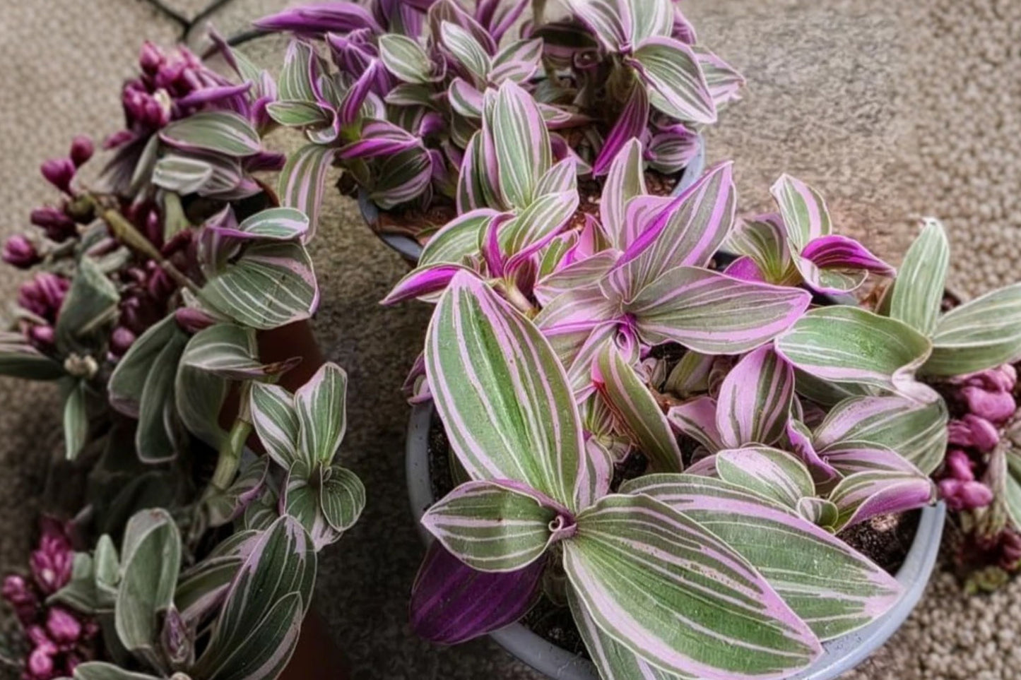 FREE SHIPPING Pink Stripes Tradescantia Starter Plant | Live Tradescantia albiflora 'Pink Stripes' | Pink Variegated Houseplant