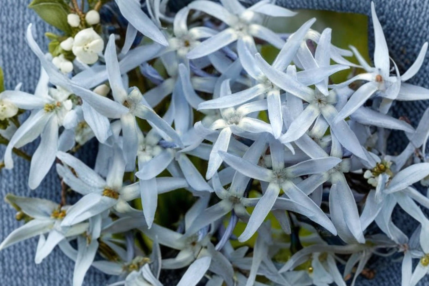 FREE SHIPPING Gold Threadleaf Amsonia Hubrichtii Blue Star Flower Plug Starter Plant | Live Amsonia hubrichtii | Native Perennial