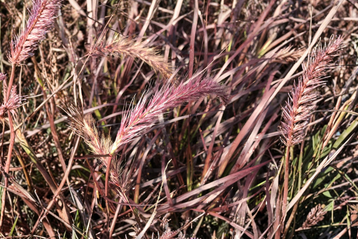 FREE SHIPPING Purple Fountain Grass Plug Starter Plant | Live Pennisetum setaceum 'Rubrum' | Ornamental Purple Grass
