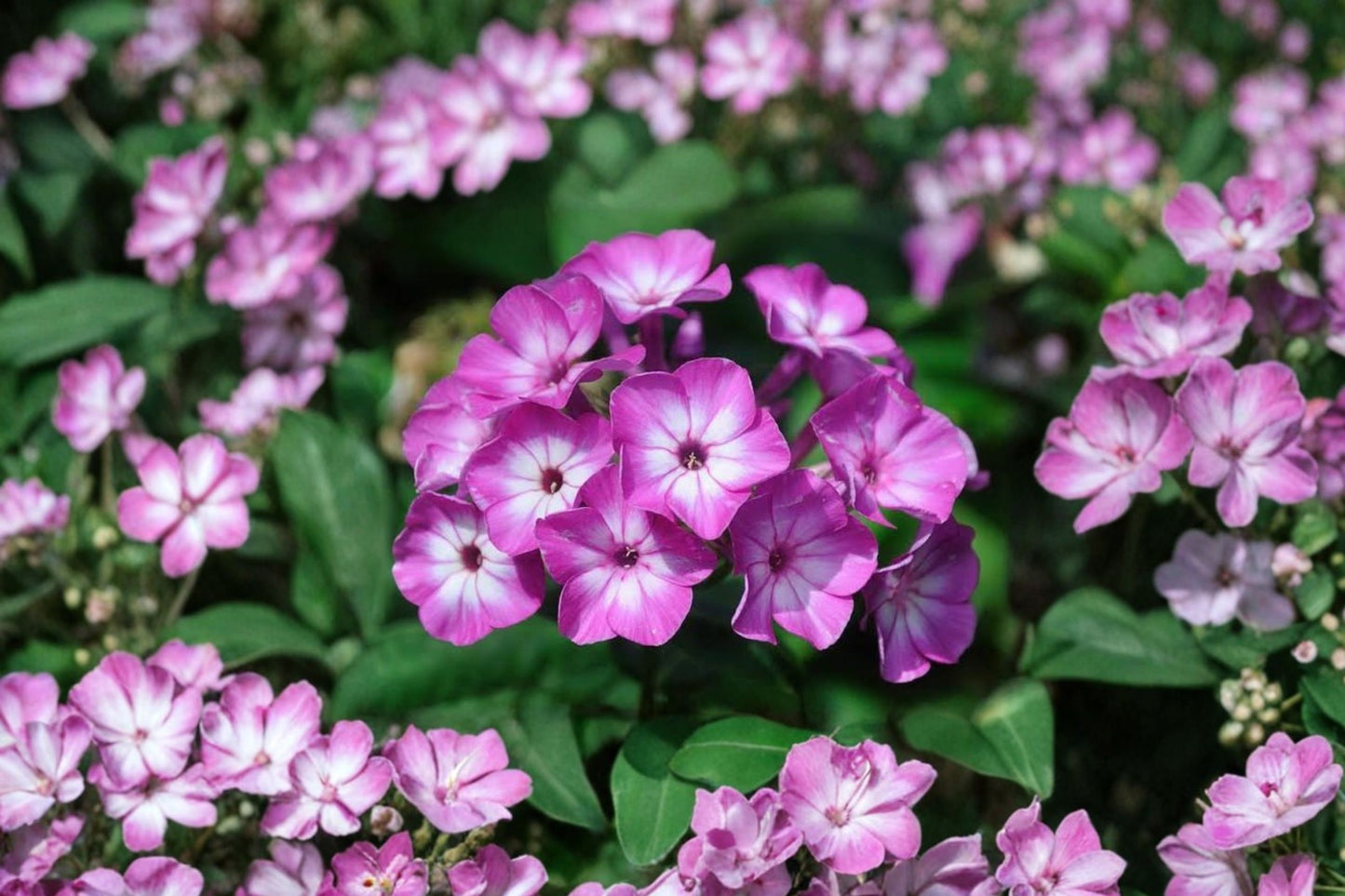 Eye Shadow Phlox Starter Plant | Live Phlox 'Eye Shadow' | Blue Violet Purple Flowering Perennial | Pollinator Plant