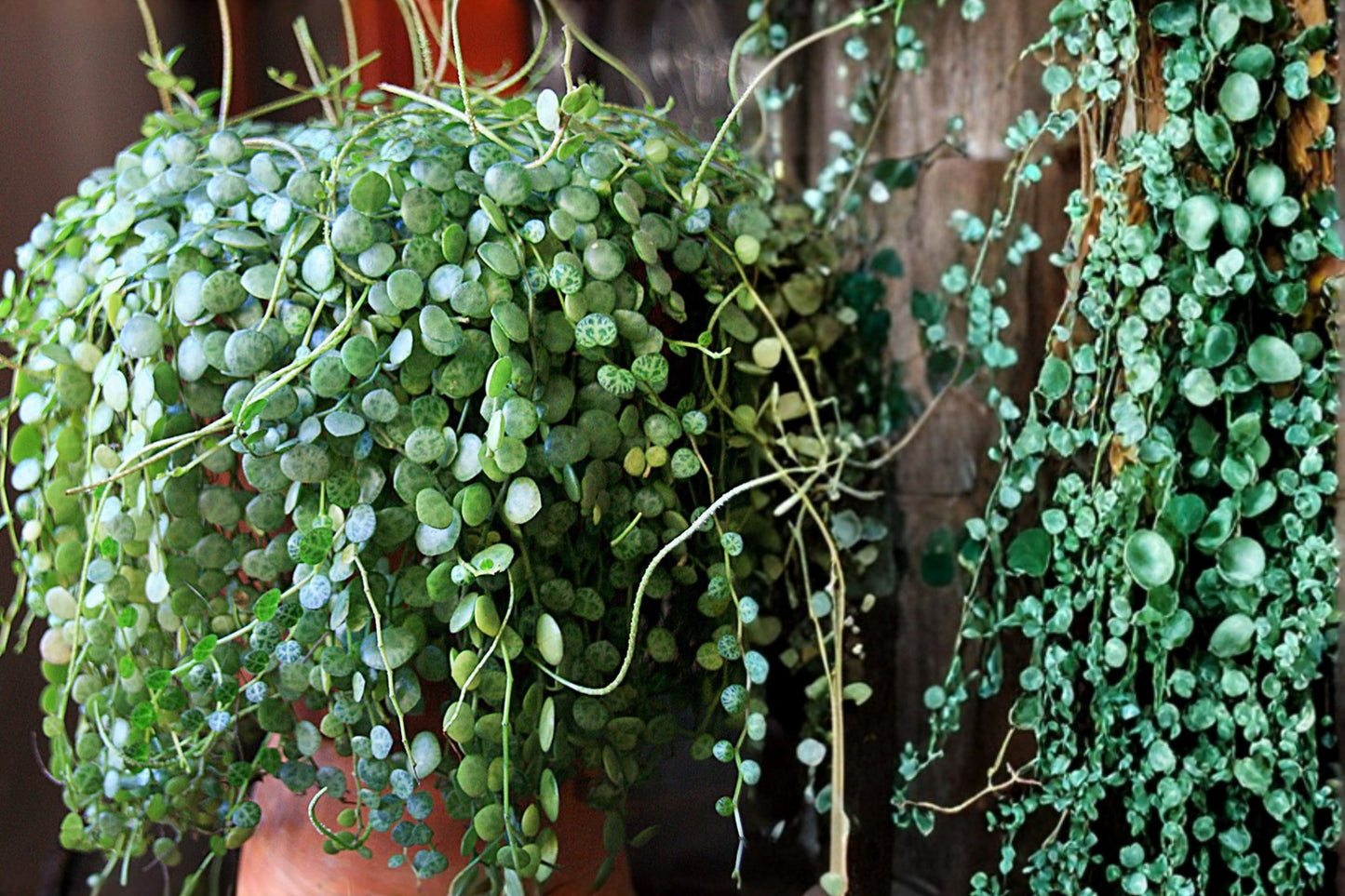 FREE SHIPPING Variegated String of Turtles Starter Plant | Live Peperomia prostrata Variegata | Rare Trailing Houseplant