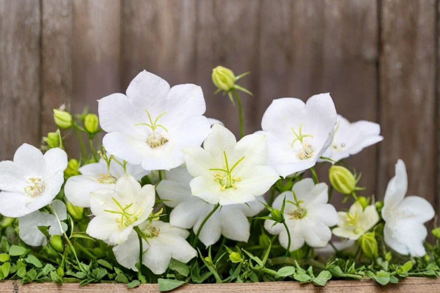 FREE SHIPPING White Bellflower Campanula Starter Plant | Live Campanula carpatica | White Flowering Perennial | Cottage Garden