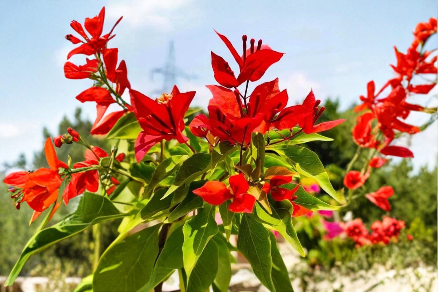 FREE SHIPPING Red Flame Bougainvillea Vine Starter Plant | Live Bougainvillea | Red Flowering Climbing Tropical Vine
