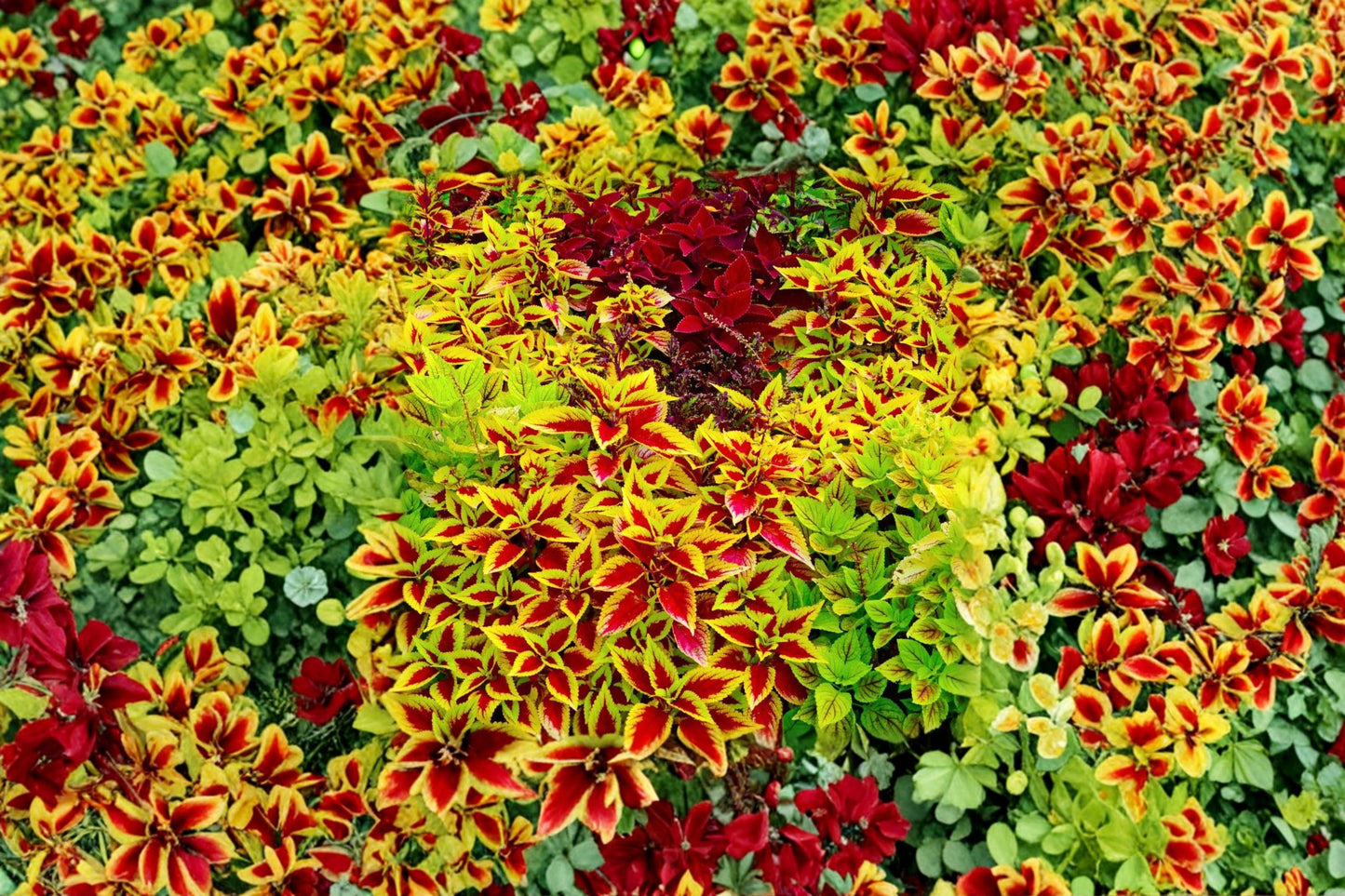 FREE SHIPPING 5 Pack Coleus Mix Starter Plants | Live Coleus scutellarioides | Colorful Shade Garden Foliage Plants