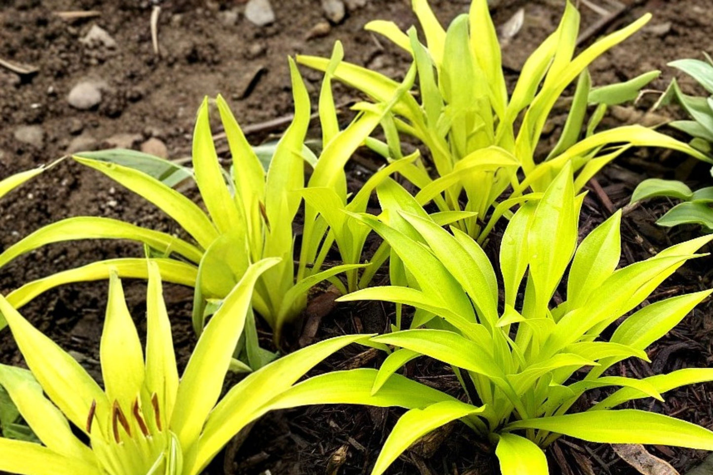 Munchkin Fire Hosta Live Bulbs | Hosta 'Munchkin Fire' | Shade Garden Perennial | Blue Green Foliage Plant