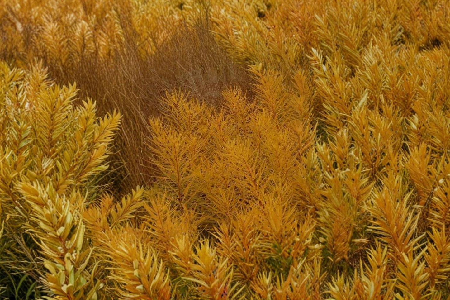 FREE SHIPPING Butterscotch Amsonia Plug Starter Plant | Live Amsonia ciliata 'Butterscotch' | Native Perennial Flower