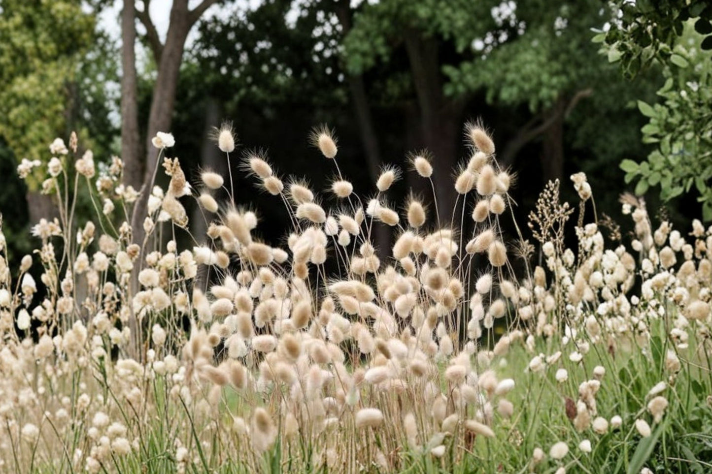 FREE SHIPPING White Fountain Tall Bunny Grass Starter Plant | Live Lagurus ovatus | Ornamental Grass | White Bunny Tails