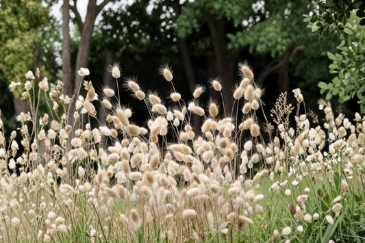 FREE SHIPPING White Fountain Tall Bunny Grass Starter Plant | Live Lagurus ovatus | Ornamental Grass | White Bunny Tails