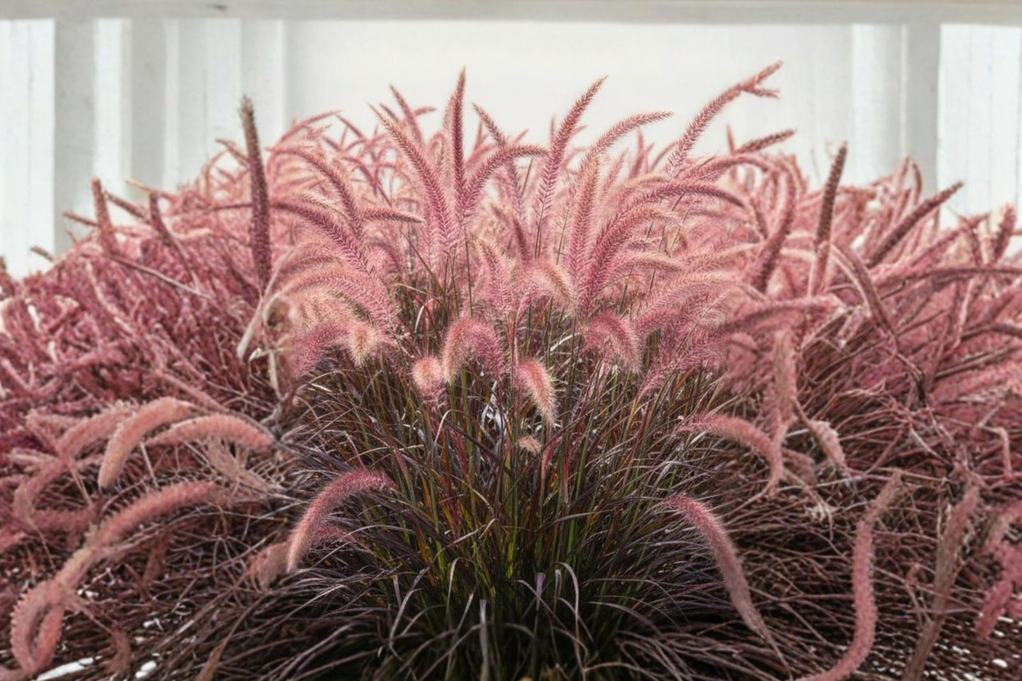 5 Pack Pink Fountain Grass Plug Starter Plants | Live Pennisetum setaceum 'Rubrum' | Ornamental Purple Grass