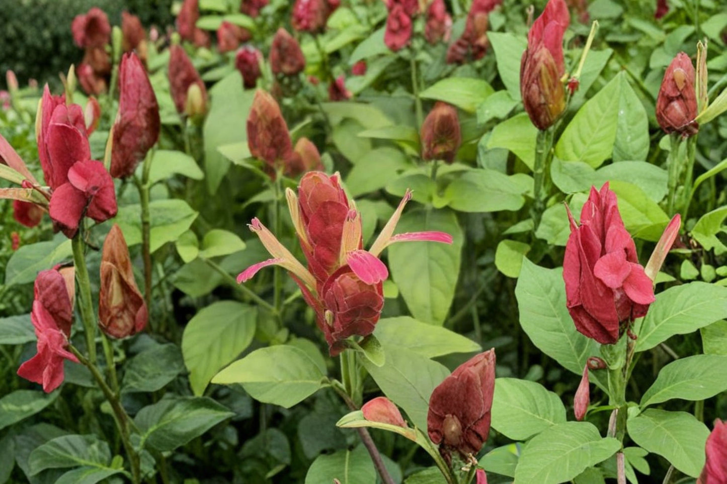 FREE SHIPPING Red Shrimp Plant Starter Plant | Live Justicia brandegeeana | Tropical Flowering Houseplant | Hummingbird Plant
