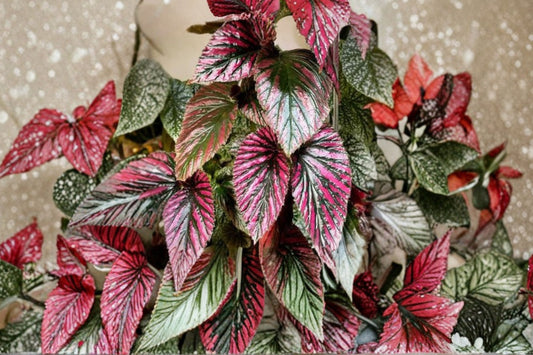 FREE SHIPPING Pink Begonia Exotica Starter Plant | Live Begonia brevirimosa 'Exotica' | Rare Pink Houseplant