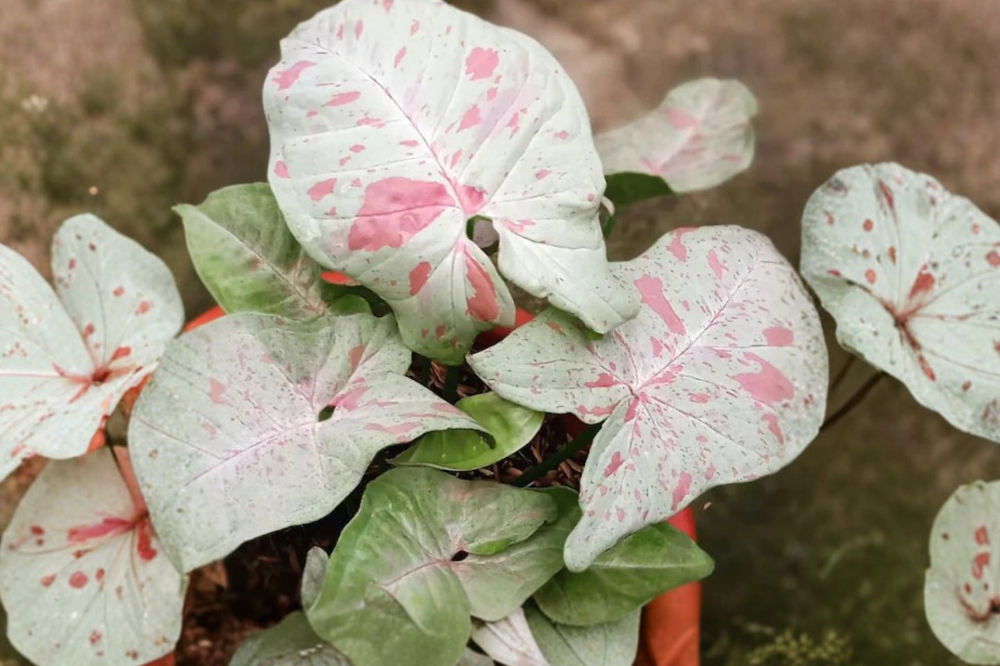 FREE SHIPPING Syngonium Milk Confetti Starter Plant | Live Syngonium podophyllum 'Milk Confetti' | Rare Variegated Houseplant