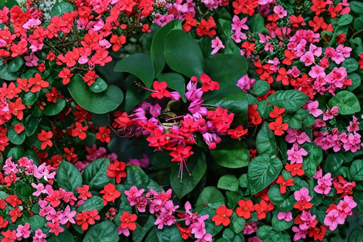 FREE SHIPPING Red & White Bleeding Heart Tropical Vine Starter Plant | Live Clerodendrum thomsoniae | Glory Bower Vine