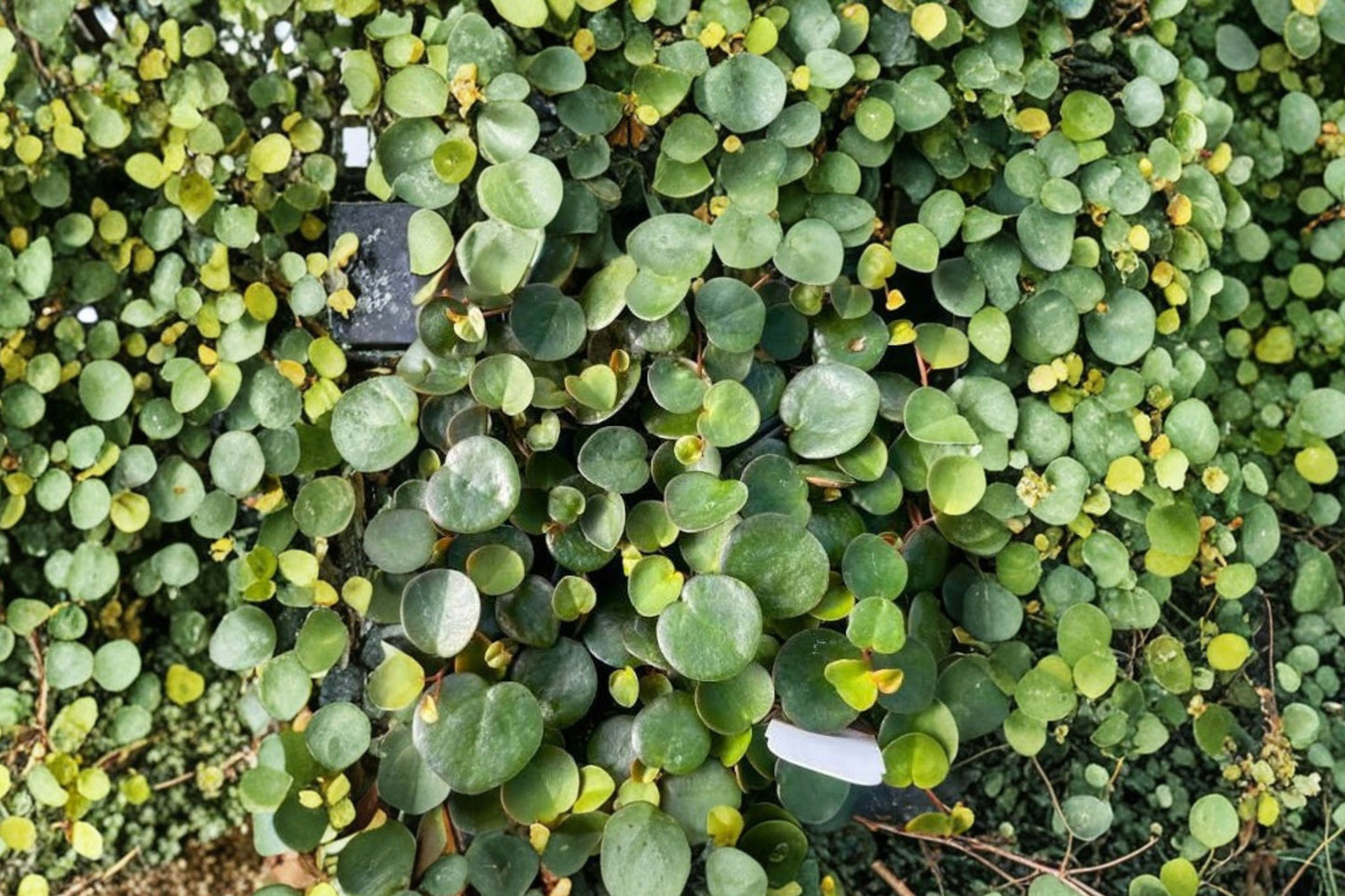 FREE SHIPPING Peperomia Ruby Cascade Starter Plant | Live Peperomia 'Ruby Cascade' | Trailing Houseplant | Rare Indoor Plant
