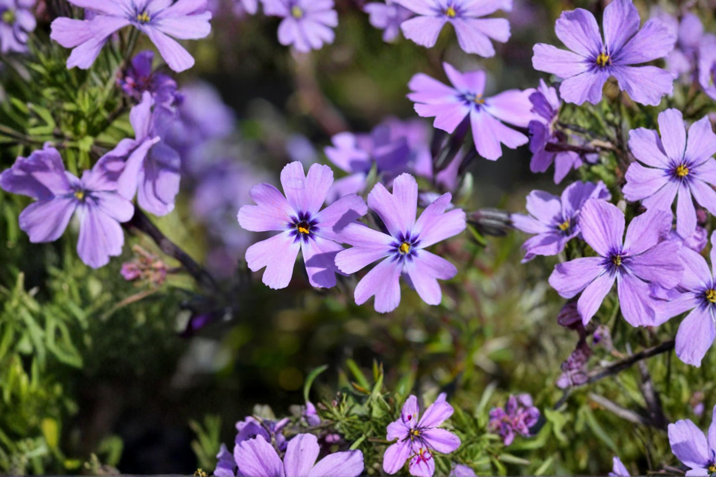 FREE SHIPPING Spring Blue Phlox Starter Plant | Live Phlox subulata | Creeping Blue Phlox | Ground Cover Perennial