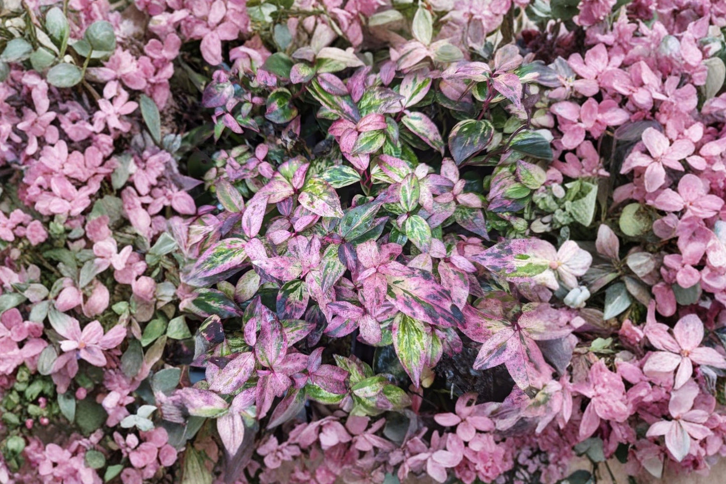 FREE SHIPPING Paisley Pup Leucothoe Doghobble Starter Plant | Live Leucothoe fontanesiana 'Paisley Pup' | Evergreen Shrub
