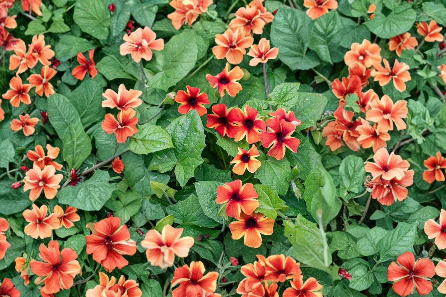 FREE SHIPPING Amber Stripes Black Eyed Susan Vine Starter Plant | Live Thunbergia alata | Climbing Flowering Vine