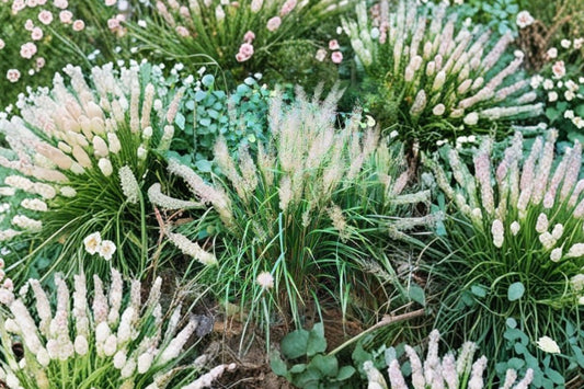 FREE SHIPPING Blue Sandhill Grass Starter Plant | Live Calamagrostis brachytricha | Korean Feather Reed Grass | Ornamental Grass