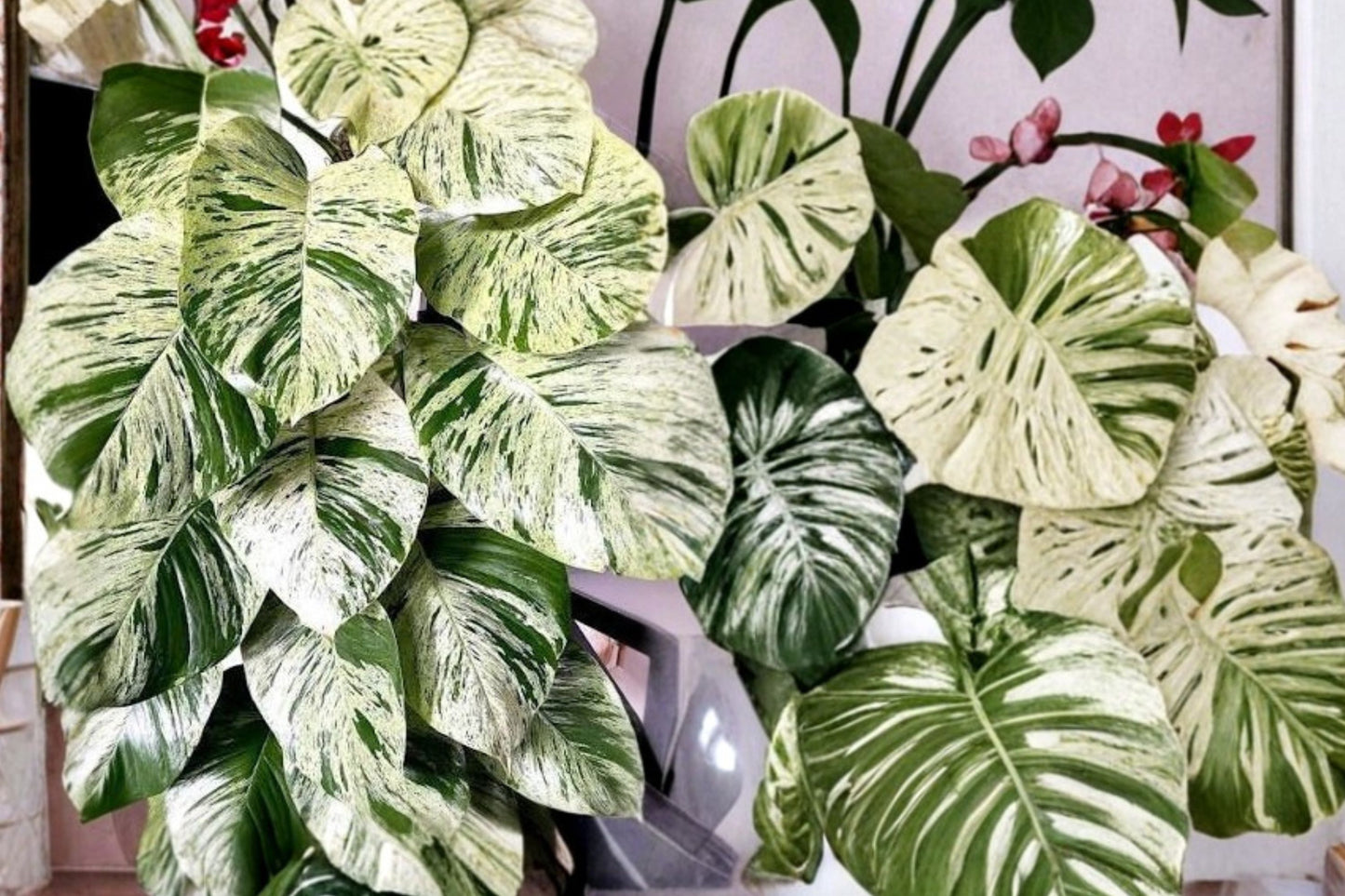FREE SHIPPING Marble Queen Pothos Starter Plant | Live Epipremnum aureum 'Marble Queen' | Variegated Indoor Houseplant