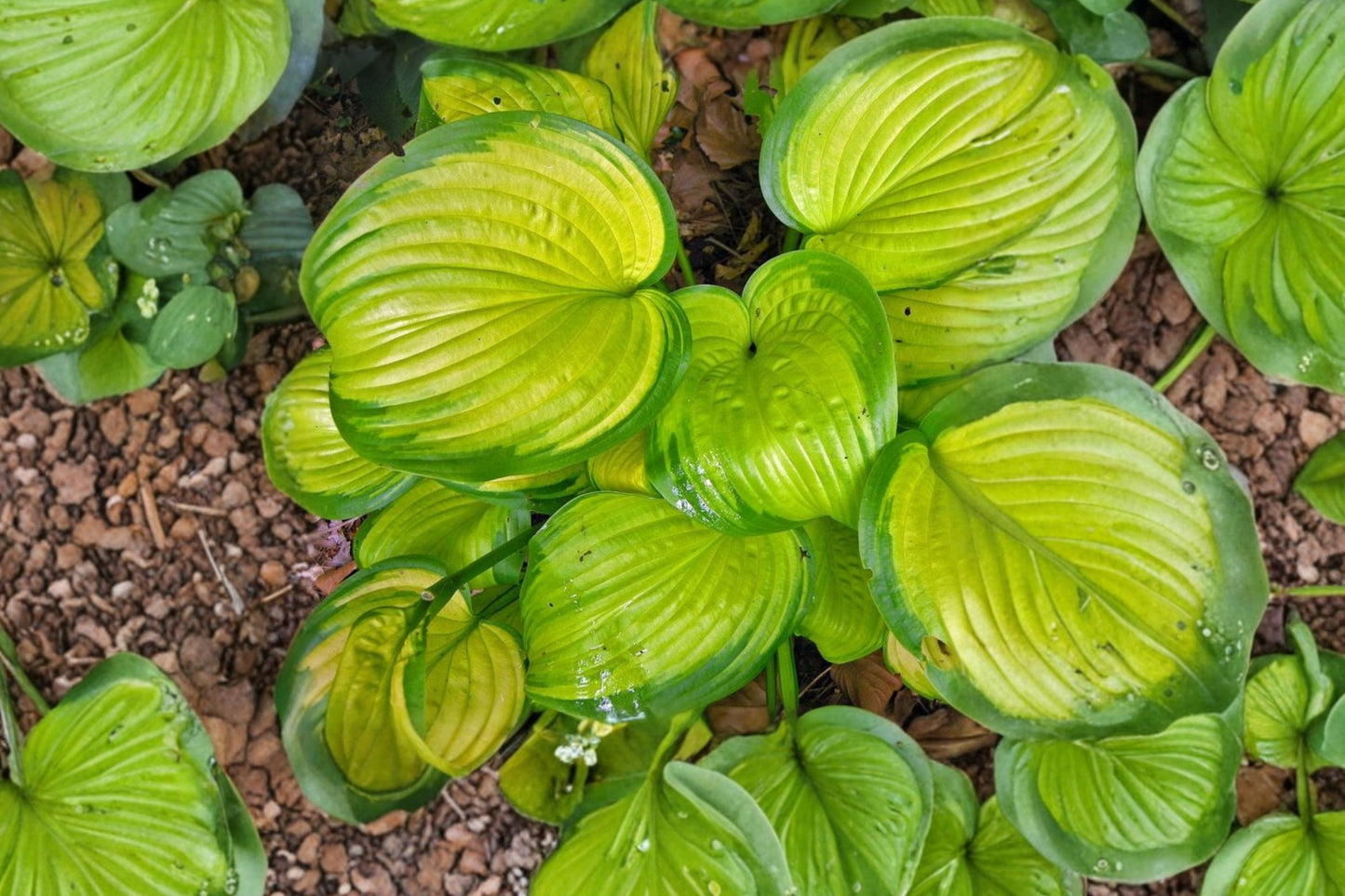 FREE SHIPPING Stained Glass Hosta Starter Plant | Live Hosta 'Stained Glass' | Variegated Shade Perennial | Plantain Lily