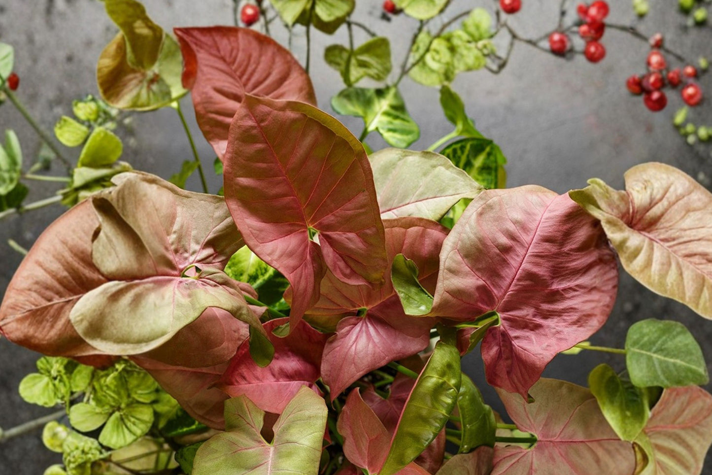 FREE SHIPPING Syngonium Chiffon Allusion Starter Plant | Live Syngonium podophyllum 'Chiffon Allusion' | Pink Arrowhead Plant