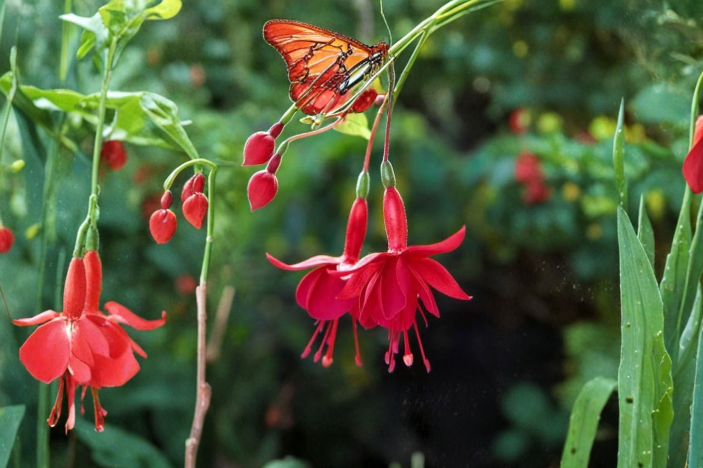 FREE SHIPPING Red Marinka Fuchsia Starter Plant | Live Fuchsia 'Marinka' | Trailing Flowering Plant | Hanging Basket