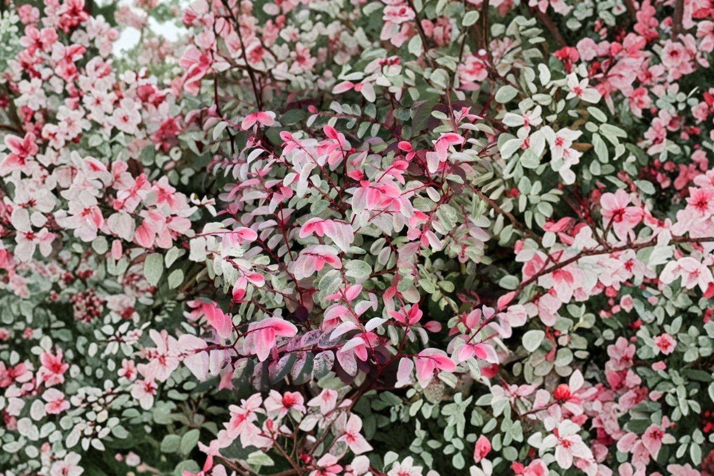 FREE SHIPPING Pink Snowbush Breynia Starter Plant | Live Breynia disticha 'Roseo-picta' | Variegated Tropical Shrub