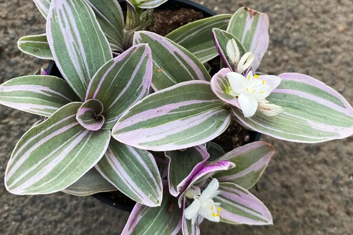 FREE SHIPPING Lavender Tradescantia fluminensis 'Variegata' Plug Starter Plant | Live Variegated Inch Plant Houseplant