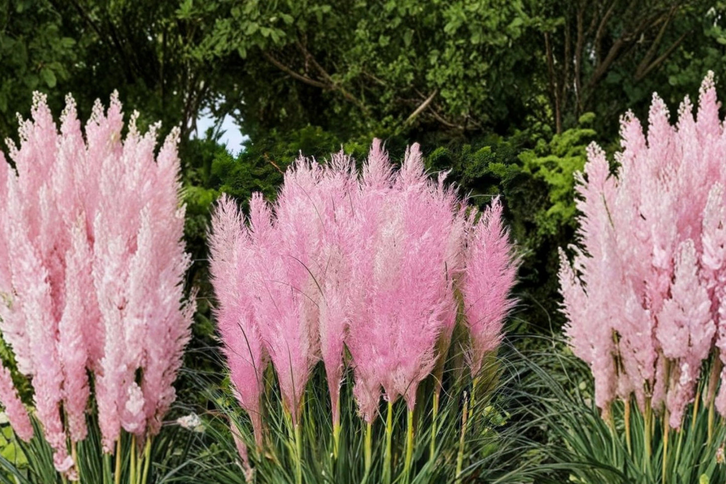FREE SHIPPING Pink Pampas Grass Plug Starter Plant | Live Cortaderia selloana | Ornamental Grass | Landscape Accent