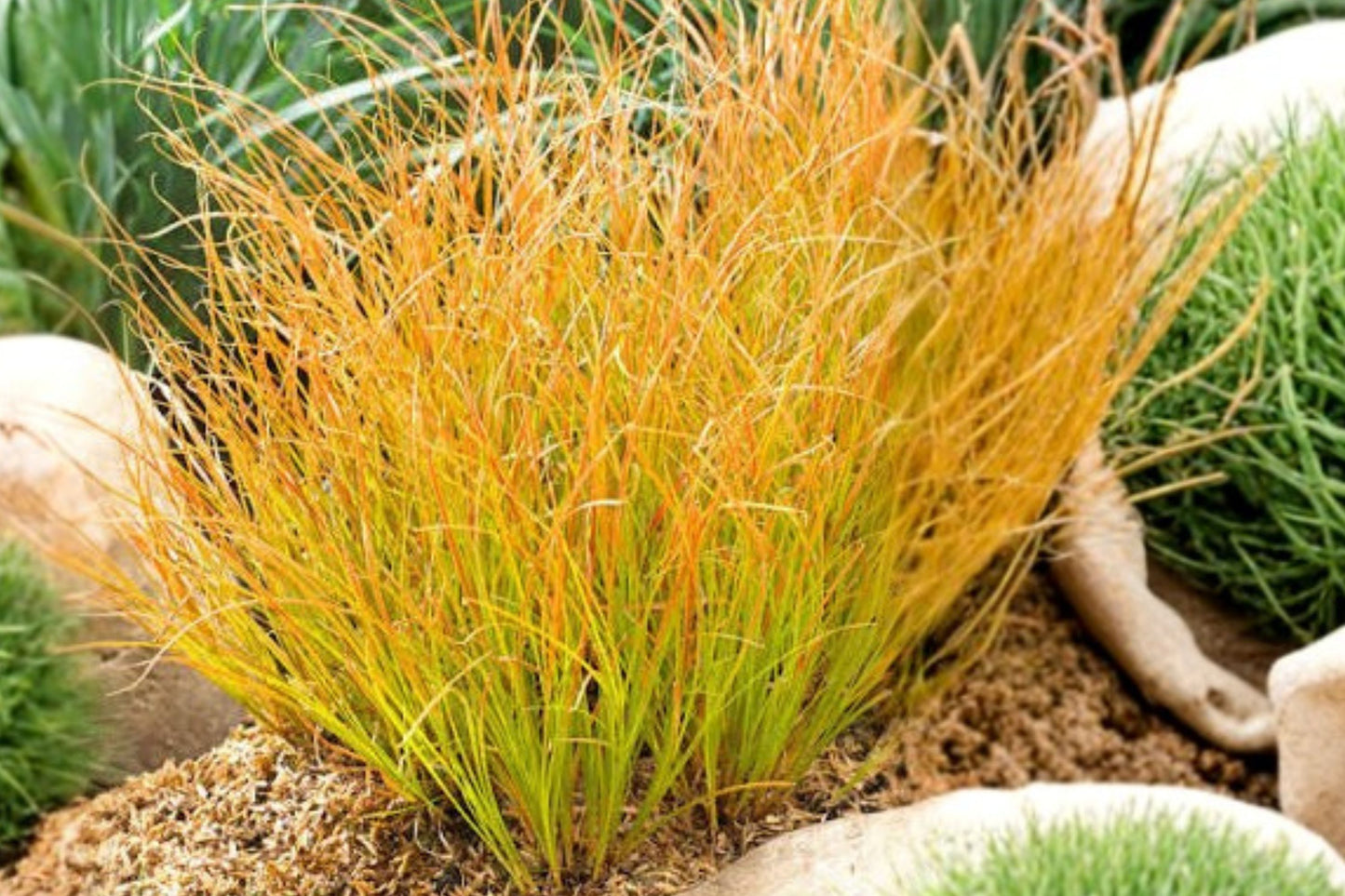 FREE SHIPPING Orange Sedge Carex Prairie Fire Starter Plant | Live Carex testacea 'Prairie Fire' | Ornamental Sedge Grass