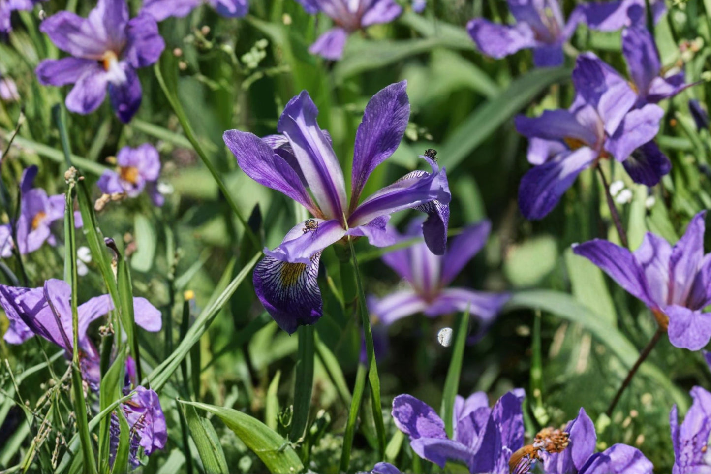 FREE SHIPPING Purple Flame Iris Versicolor Starter Plant | Live Iris versicolor 'Purple Flame' | Blue Flag Iris Perennial