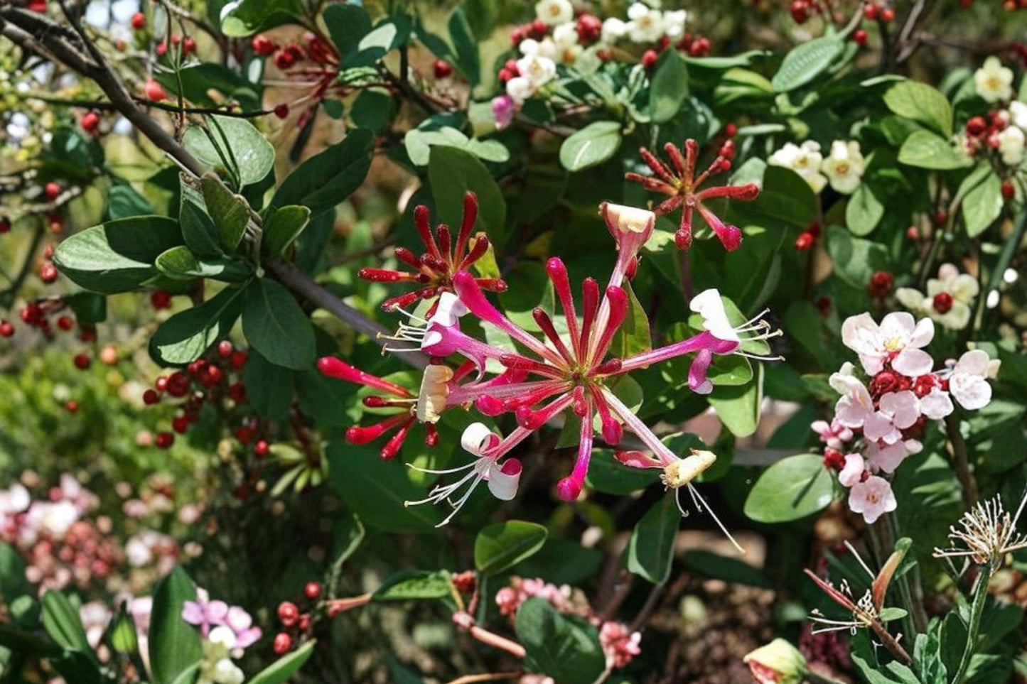 FREE SHIPPING Mystery 3 Pack Clematis & Honeysuckle Starter Plants | Live Climbing Vine Bundle | Greenhouse-Grown Surprise Set
