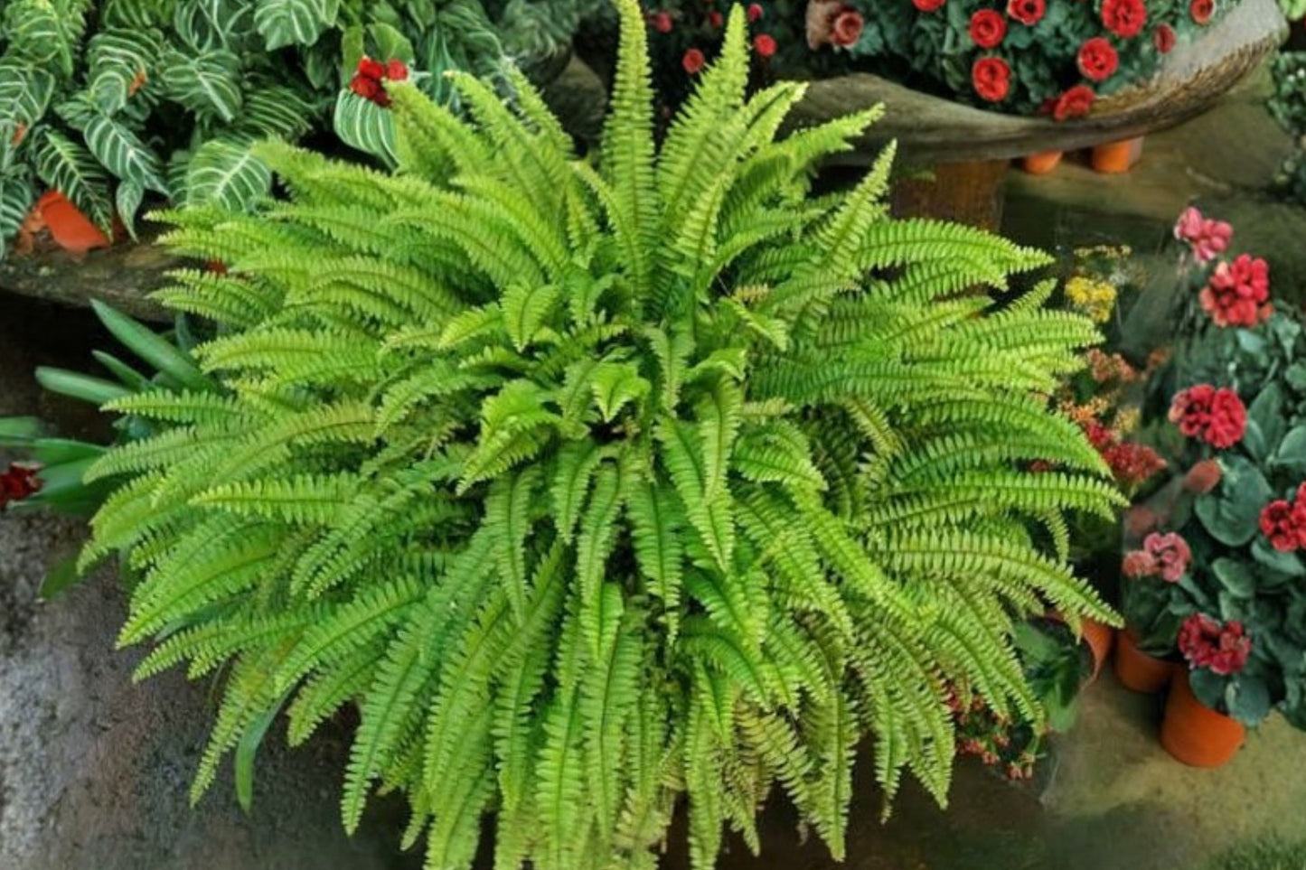Lime Green Boston Fern Starter Plant | Live Nephrolepis exaltata 'Bostoniensis' | Low Light Houseplant | Indoor Fern