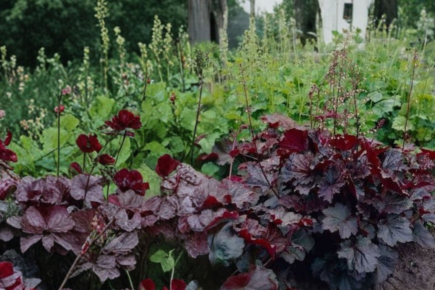 FREE SHIPPING Palace Purple Heuchera Starter Plant | Live Heuchera 'Palace Purple' | Coral Bells Shade Perennial