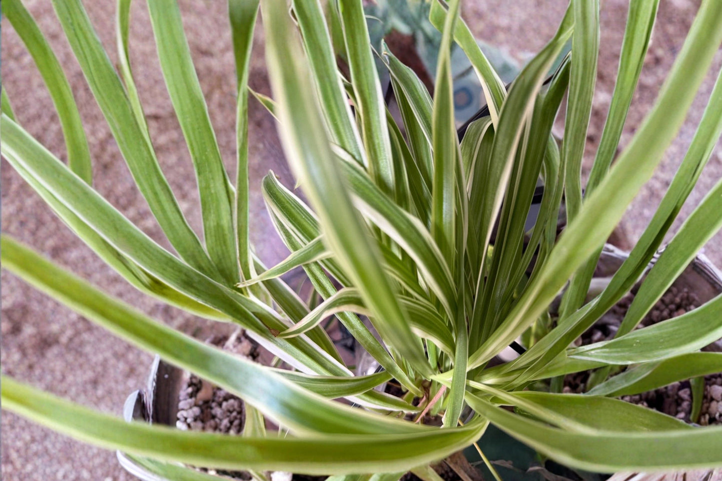 FREE SHIPPING Variegated Spider Plant Babies Starter Plant | Live Chlorophytum comosum | Air Purifying Houseplant