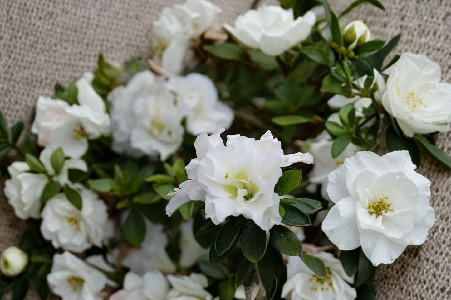 FREE SHIPPING White Perfecto Mundo Azalea Starter Plant | Live Rhododendron 'Perfecto Mundo White' | Reblooming Shrub