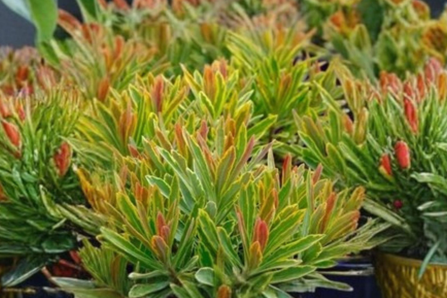 FREE SHIPPING Ascot Rainbow Spurge Live Plug Starter Plant | Live Euphorbia martinii 'Ascot Rainbow' | Evergreen Perennial