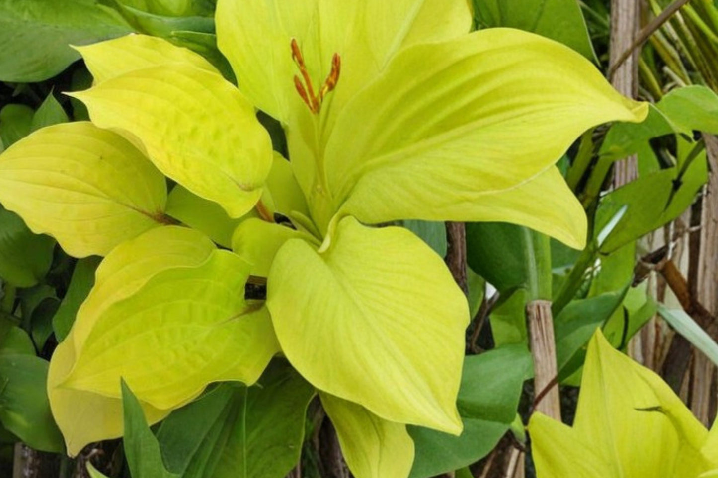 FREE SHIPPING Fire Island Hosta Starter Plant | Live Hosta 'Fire Island' | Golden Foliage Shade Perennial