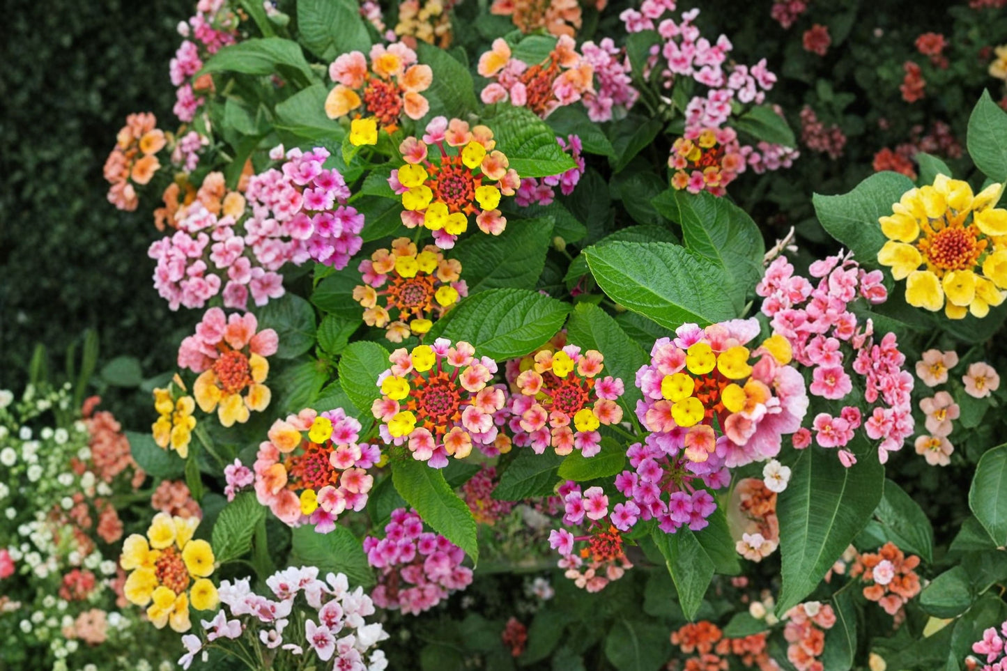 FREE SHIPPING 3 Pack Lantana Mix Starter Plants | Live Lantana camara Assorted Colors | Butterfly & Hummingbird Garden
