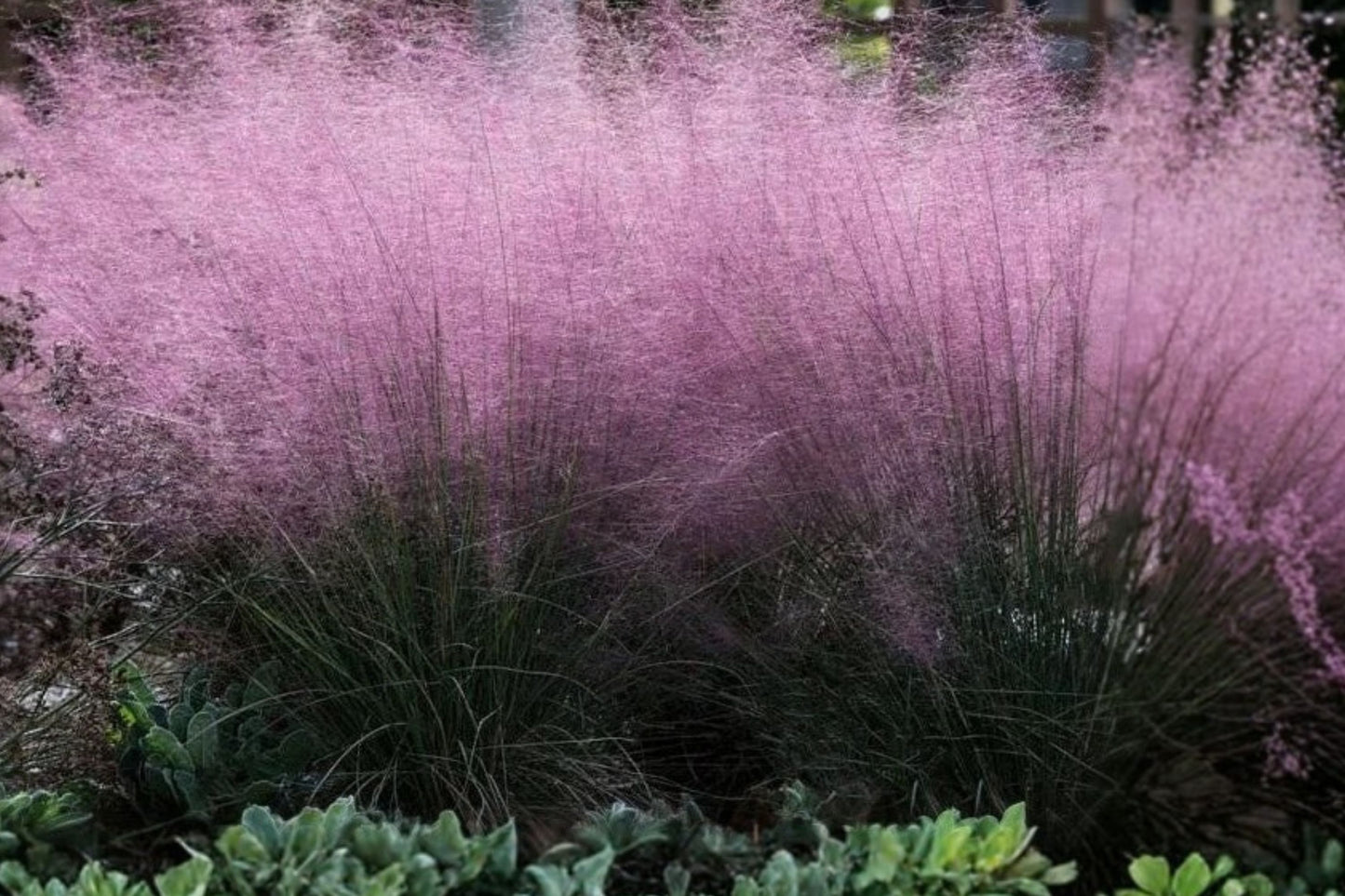FREE SHIPPING Pink Muhly Grass Plug Starter Plant | Live Muhlenbergia capillaris 'Pink Cloud' | Cotton Candy Ornamental Grass