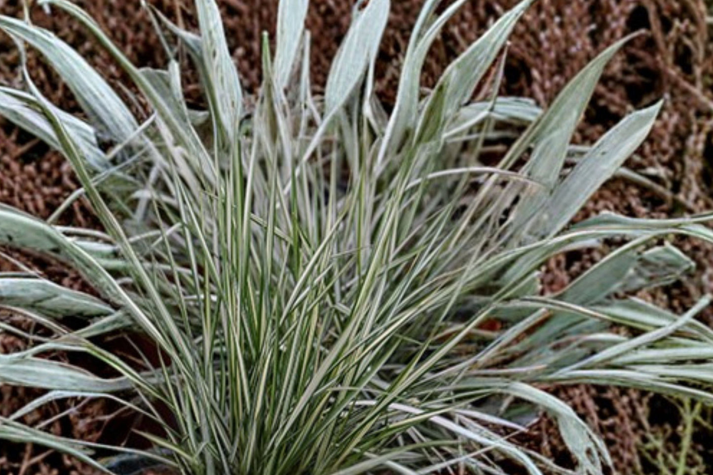 FREE SHIPPING Lightning Strike Grass Plug Starter Plant | Live Miscanthus sinensis 'Lightning Strike' | Variegated Ornamental Grass