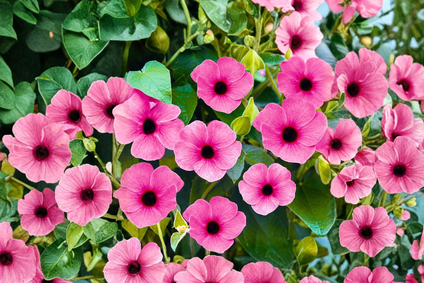 FREE SHIPPING Pink Beauty Black Eyed Susan Vine Starter Plant | Live Thunbergia alata | Pink Climbing Flowering Vine