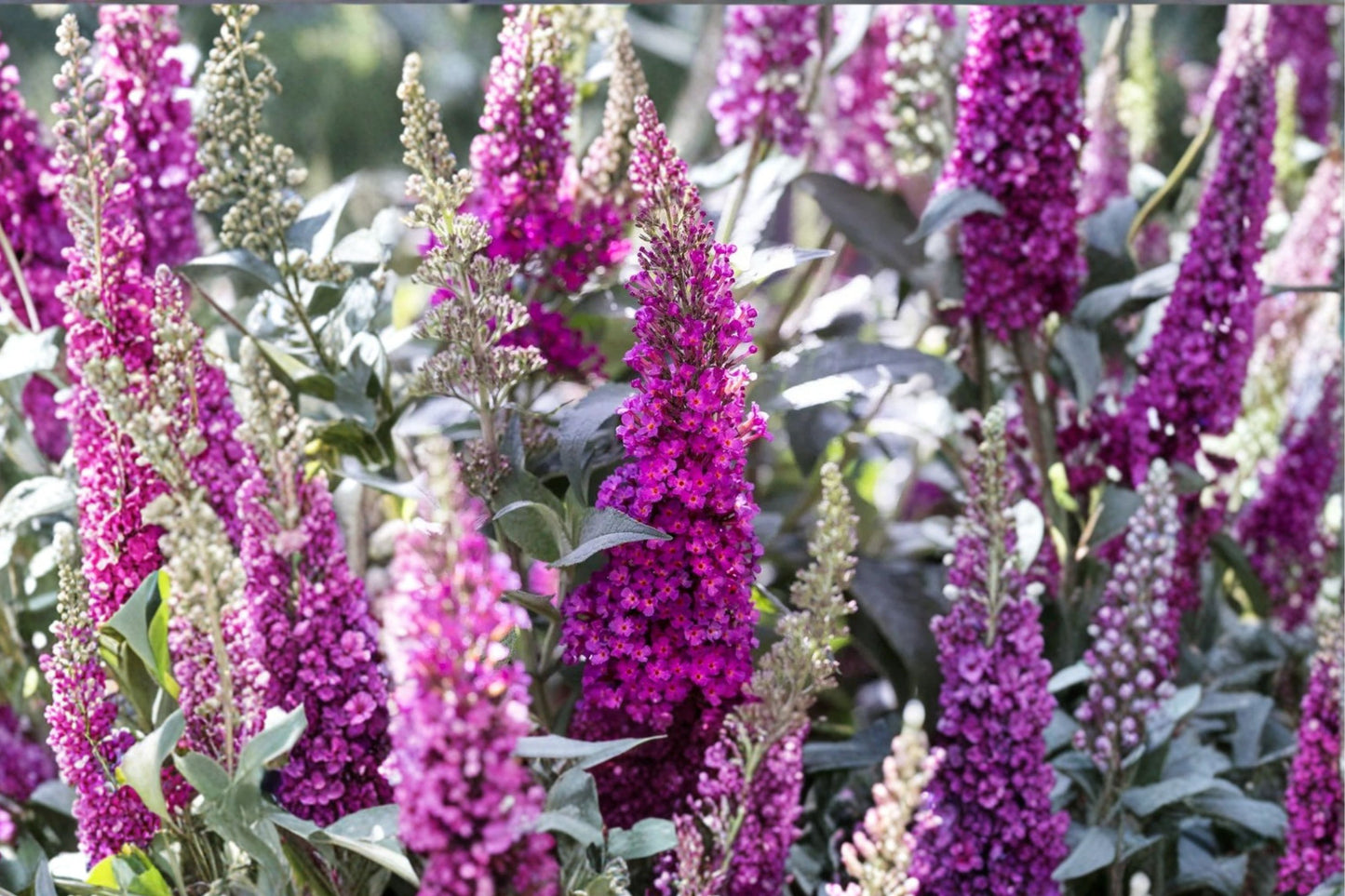 FREE SHIPPING Butterfly Hot Raspberry Buddleia Starter Plant | Live Buddleja 'Hot Raspberry' | Butterfly Bush Shrub