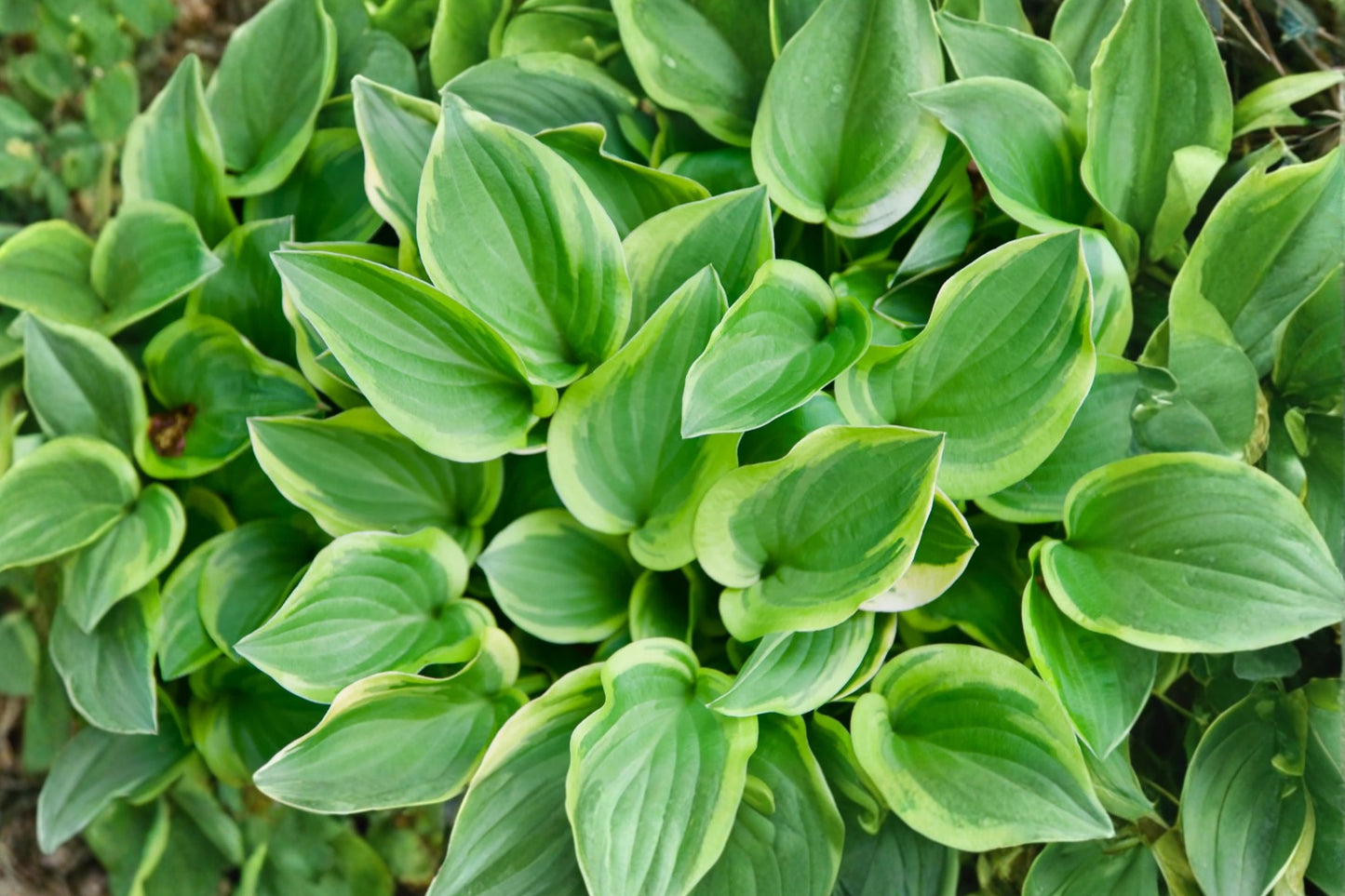 FREE SHIPPING Gold Tiara Hosta Starter Plant | Live Hosta 'Gold Tiara' | Shade Perennial | Variegated Foliage Plant